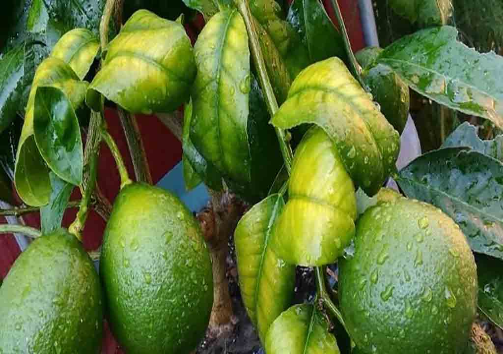 آهن به عنوان مهمترین ریزمغذی